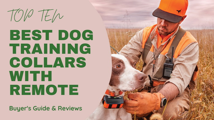 Best Dog Training Collars with remote