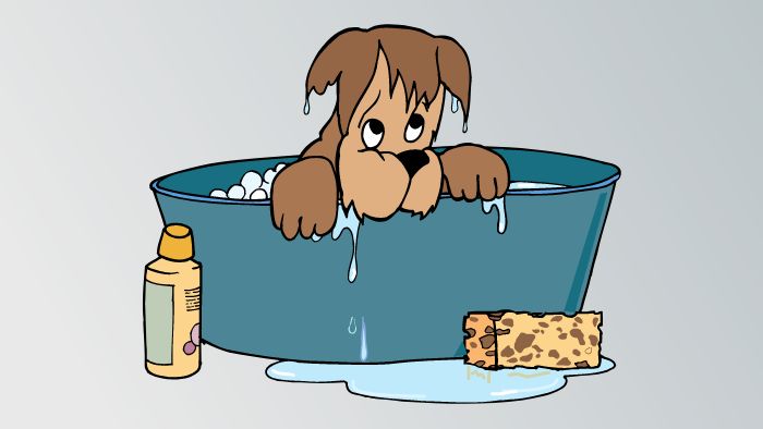 10 Best Bathtubs for Dogs that are Easy to Clean
